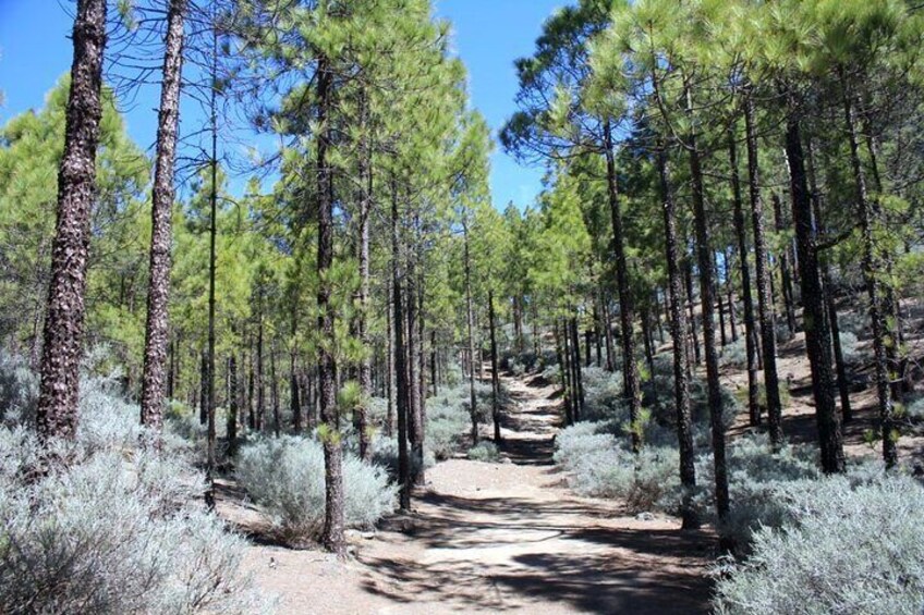 Full Day Hiking Activity in Gran Canaria