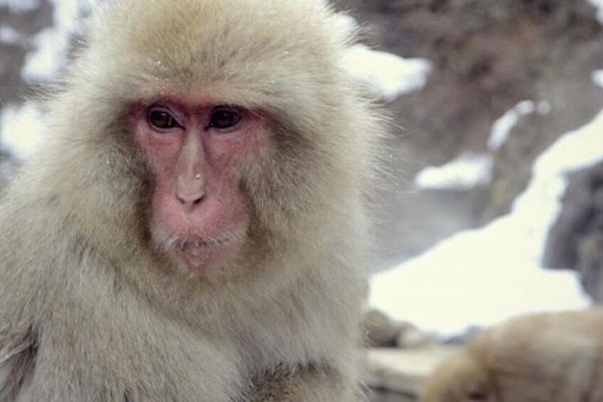 Private Guided Nagano Day Trip with Zenko-ji & Jigokudani Monkey Park