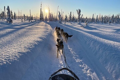 Summer Dog Sledding Adventure in Willow, Alaska