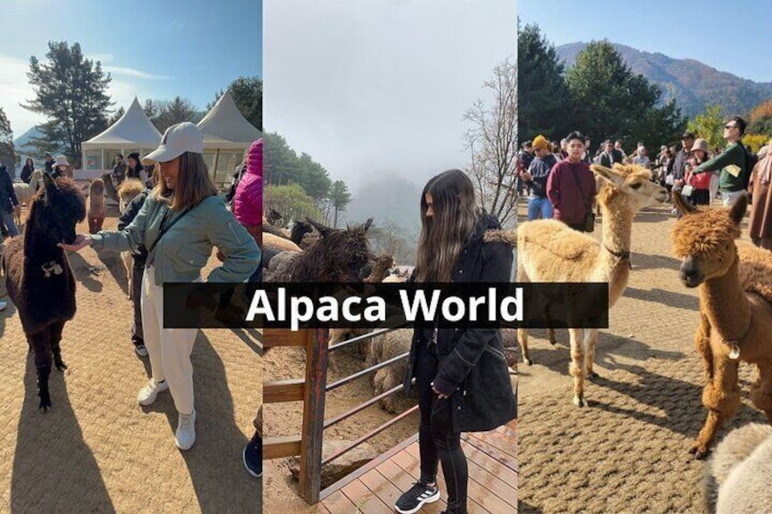 Alpaca World and Nami Island with Gangchon Rail Bike Tour