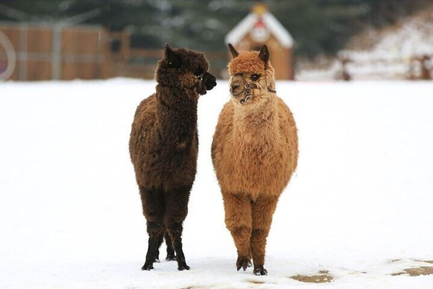 Alpaca World and Nami Island with Gangchon Rail Bike Tour