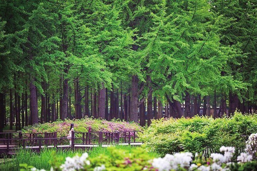 Nami Island & Garden of Morning Calm Day Tour