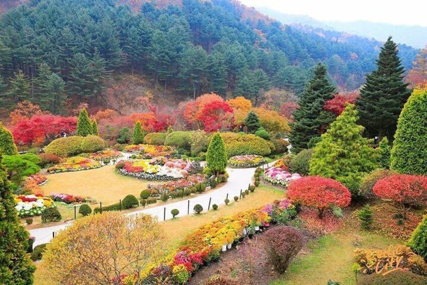 Nami Island & Garden of Morning Calm Day Tour