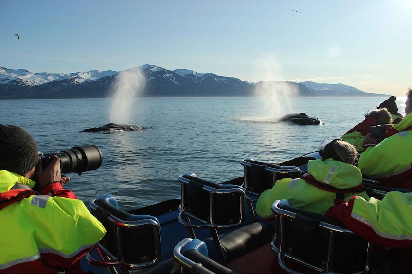 Picture 1 for Activity Húsavík: Big Whale Safari & Puffin Island Tour