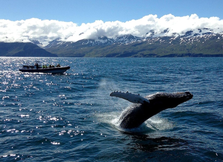 Picture 5 for Activity Húsavík: Big Whale Safari & Puffin Island Tour