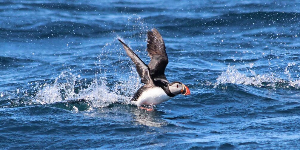 Picture 6 for Activity Húsavík: Big Whale Safari & Puffin Island Tour