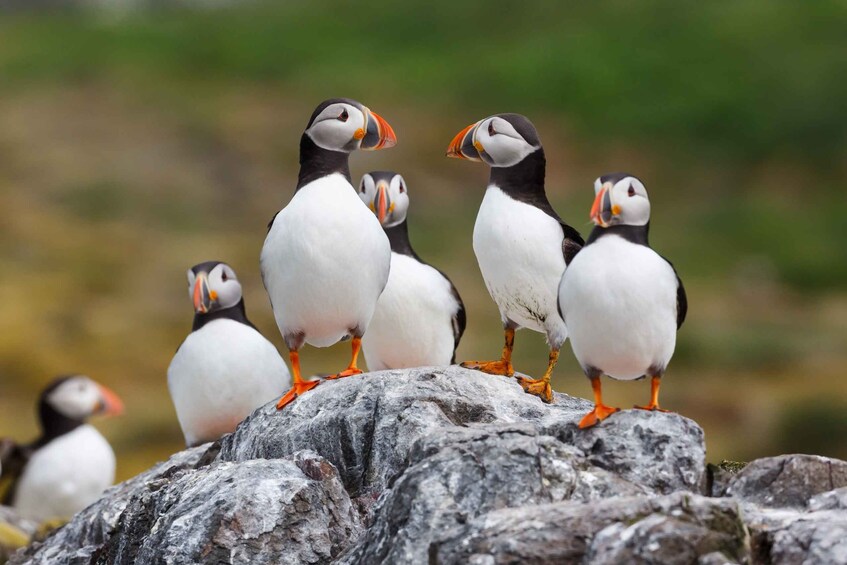 Picture 4 for Activity Húsavík: Big Whale Safari & Puffin Island Tour