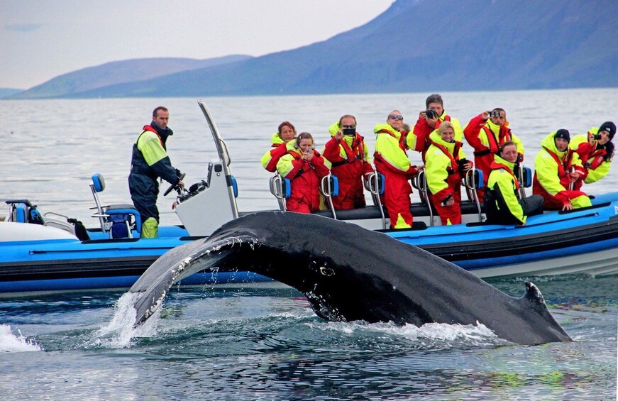 Picture 3 for Activity Húsavík: Big Whale Safari & Puffin Island Tour