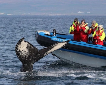 Húsavík: Großwalsafari & Papageientaucher-Insel-Tour