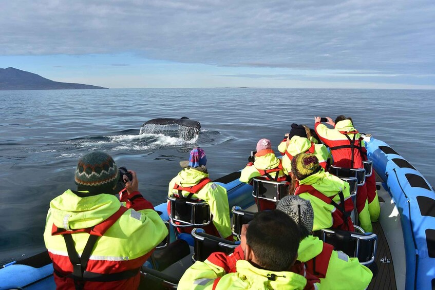 Picture 9 for Activity Húsavík: Big Whale Safari & Puffin Island Tour