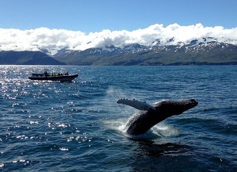 Picture 8 for Activity Húsavík: Big Whale Safari & Puffin Island Tour