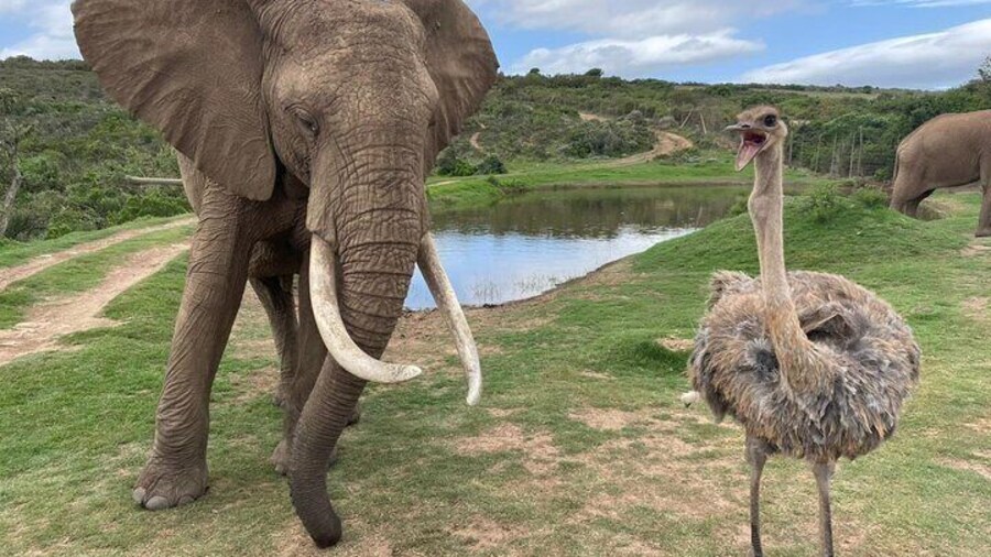 Elephant one of the Big 5