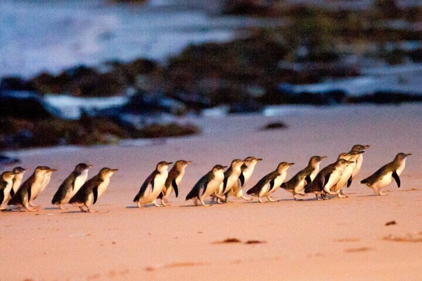 Little Penguins at Sunset on Phillip Island