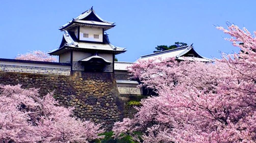 Show item 4 of 8. Cherry blossoms next to building in Kanazawa