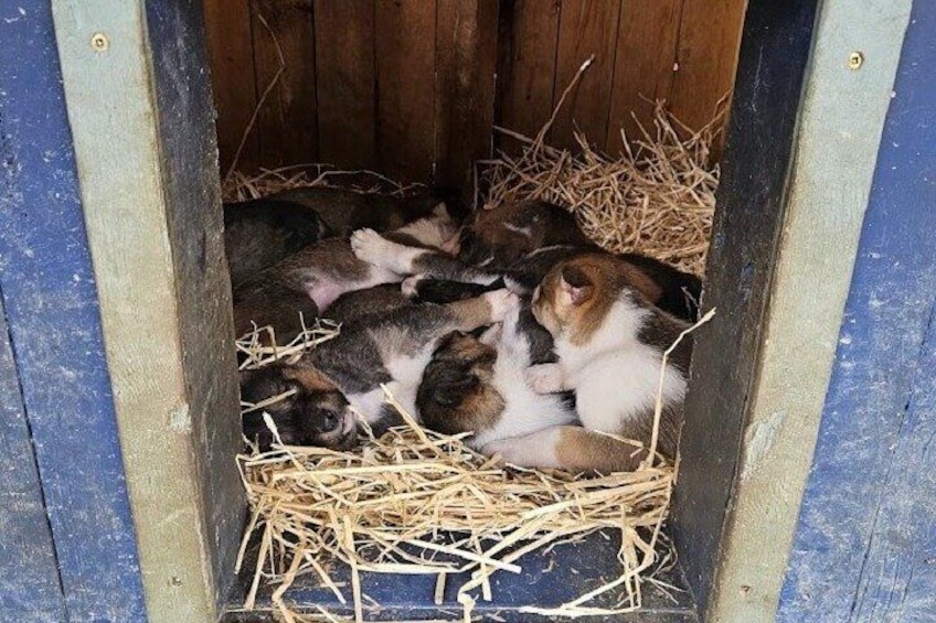 The puppies are waiting for you to come visit!