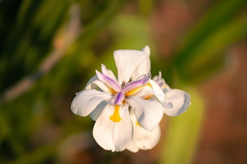 Flowers of the panorama route