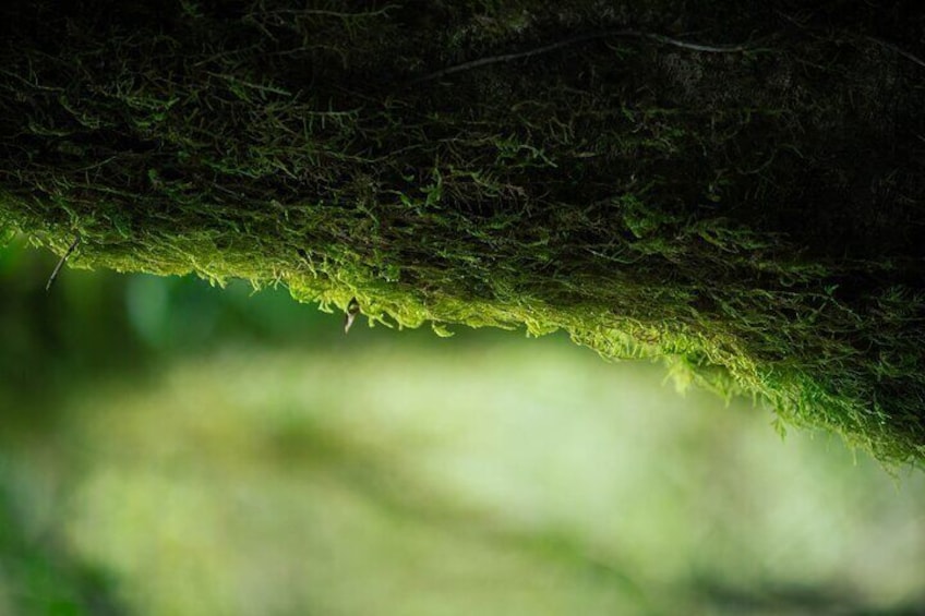 Moss growth in the Forest