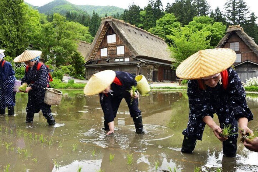 Shirakawago & Takayama DrivingTour: English Speaking Driver Kanazawa to Takayama