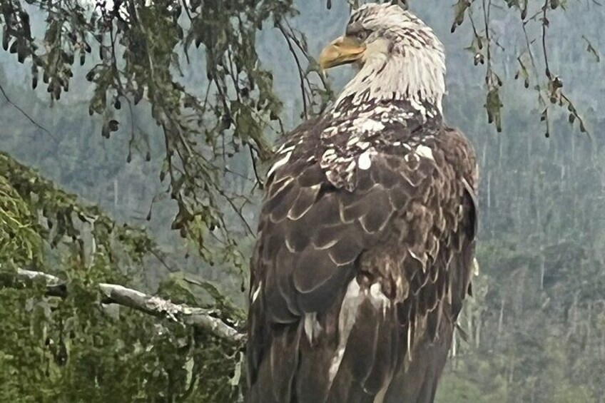 Bald Eagles are majestic.