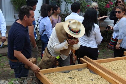 Von Veracruz oder Boca del río: Kaffee-Tour in Coatepec