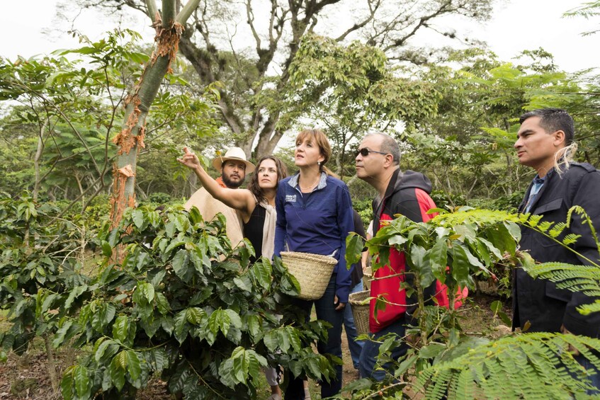 Picture 11 for Activity From Veracruz or Boca del río: Coffee Tour in Coatepec