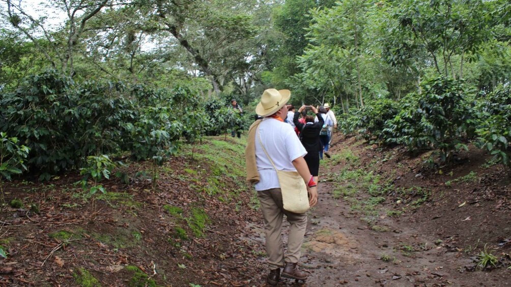 Picture 7 for Activity From Veracruz or Boca del río: Coffee Tour in Coatepec