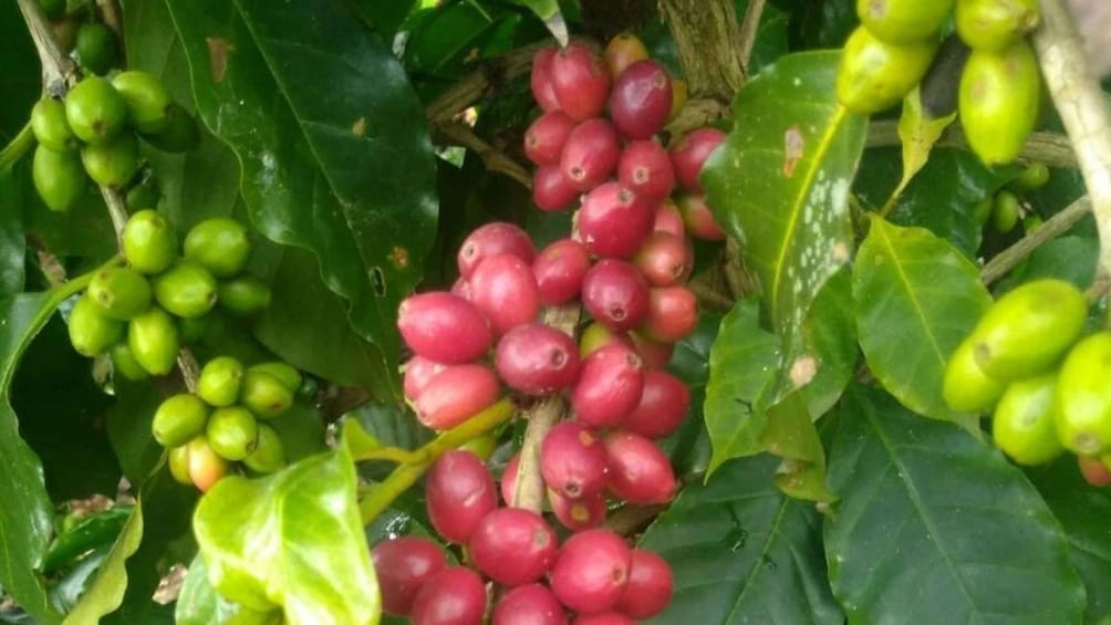 Picture 8 for Activity From Veracruz or Boca del río: Coffee Tour in Coatepec
