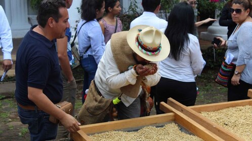 Von Veracruz oder Boca del río: Kaffee-Tour in Coatepec