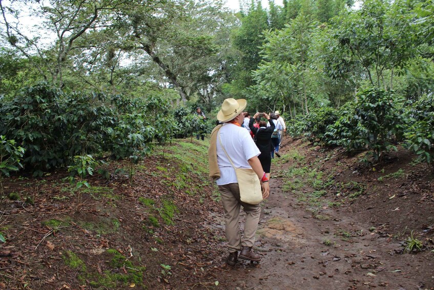 Picture 1 for Activity From Veracruz or Boca del río: Coffee Tour in Coatepec