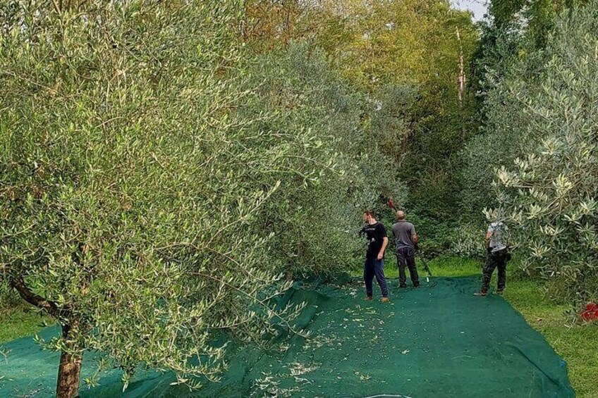 During the olive harvest…