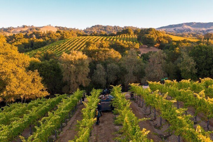 Wine Tasting Experience @ Lyrarakis Winery (Transfer Included)