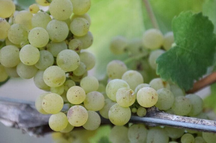 Private Winery Tour with Tastings at Douloufakis Winery (Transfer Included)