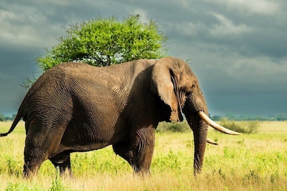 3 day safari Tarangire/Lake Manyara and Ngorongoro from Zanzibar with Fligh...