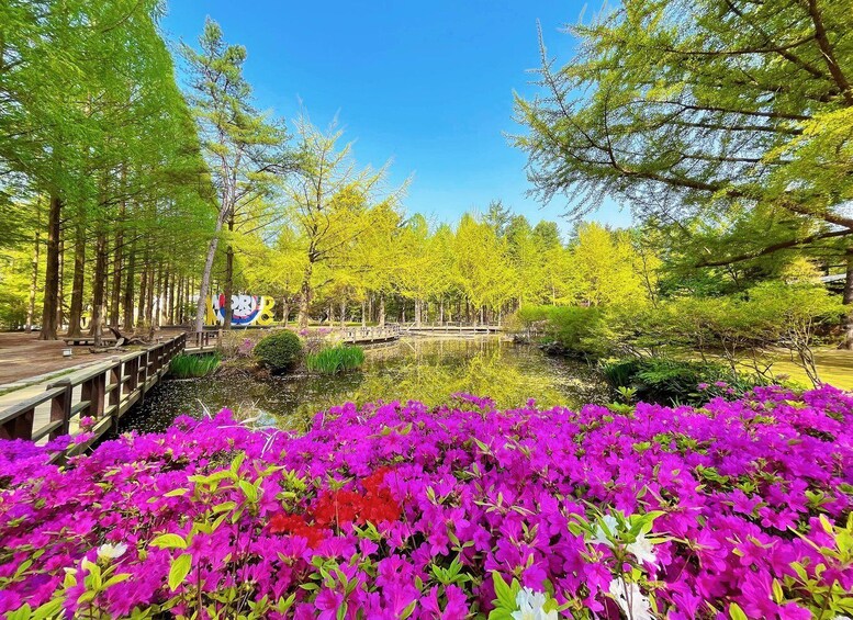 Picture 17 for Activity Seoul: Strawberry & Nami Island & Korean Garden (+ Railbike)