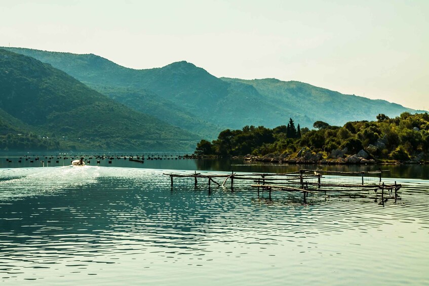 Picture 6 for Activity Ston Oyster Tasting Private Tour From Dubrovnik