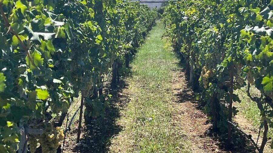 Semi-Private Wine Tour of 2 wineries with wine Tastings