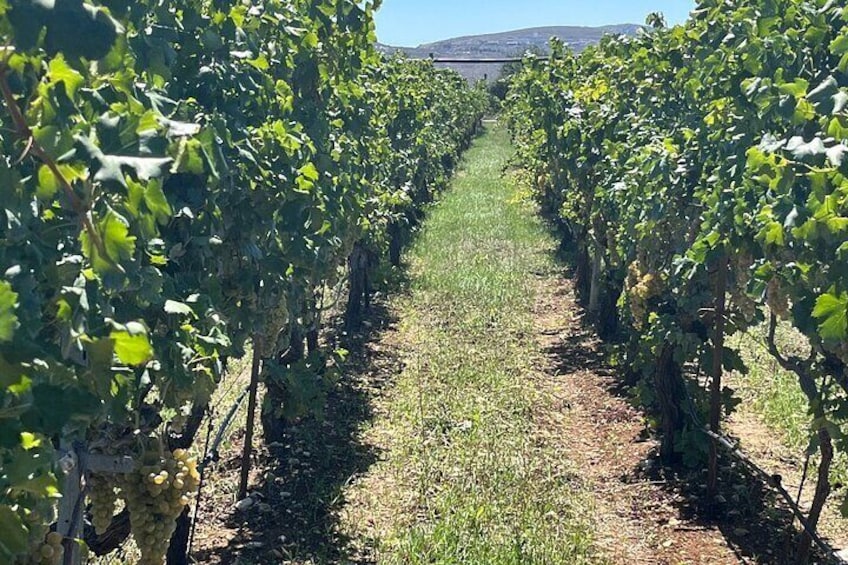 Semi-Private Wine Tour of 2 wineries with wine Tastings