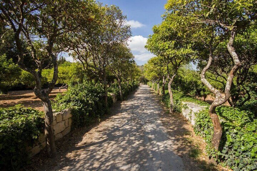 Buskett Woodlands and Dingli Cliffs Nature Walking Private Tour