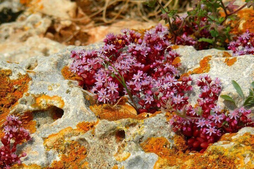 Buskett Woodlands and Dingli Cliffs Nature Walking Private Tour