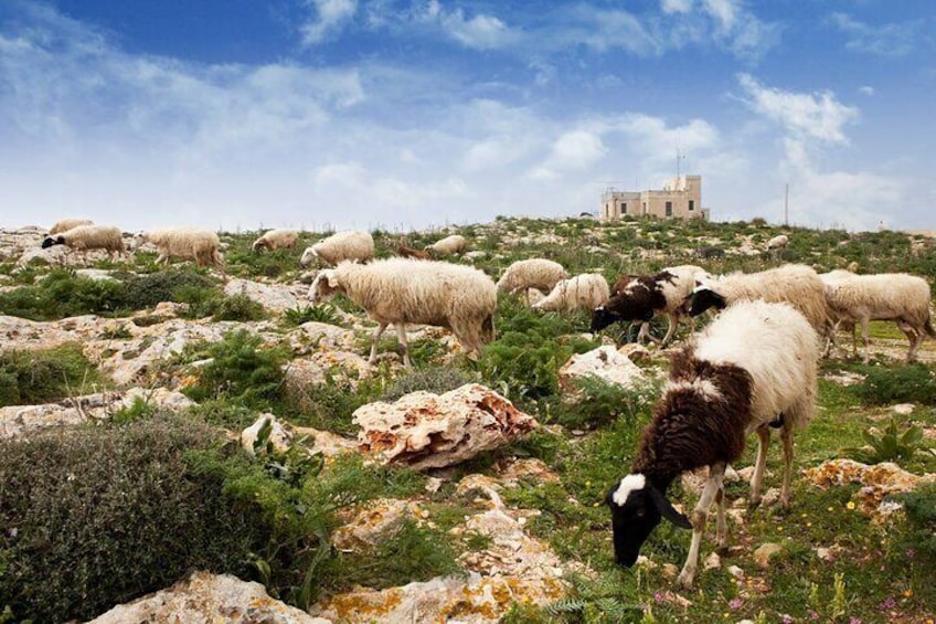 Buskett Woodlands and Dingli Cliffs Nature Walking Private Tour