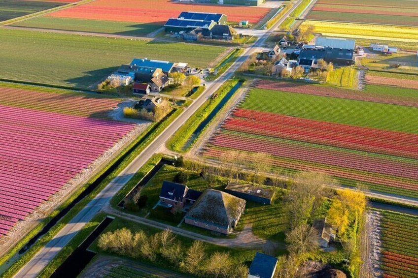 Blooming flower fields in The Netherlands as far as the eye can see.