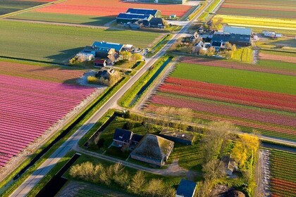 Guided Bike Tour along the Dutch Tulip Fields in Noord Holland