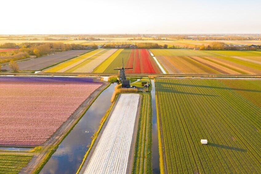 Traditional Dutch windmills and dozens of Dutch flower fields can be seen during this bike tour in The Netherlands (Holland region).