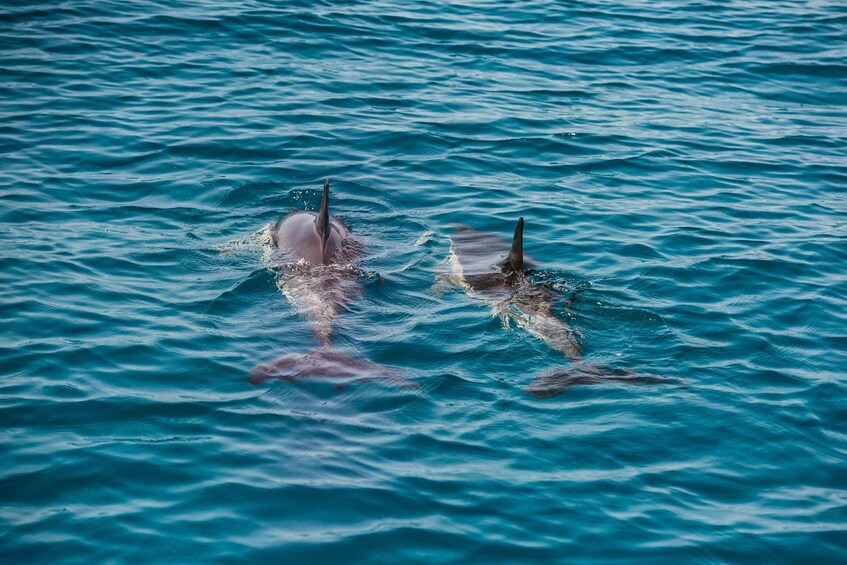 Picture 8 for Activity Lagos: Dolphin Watching Boat Tour with Marine Biologists