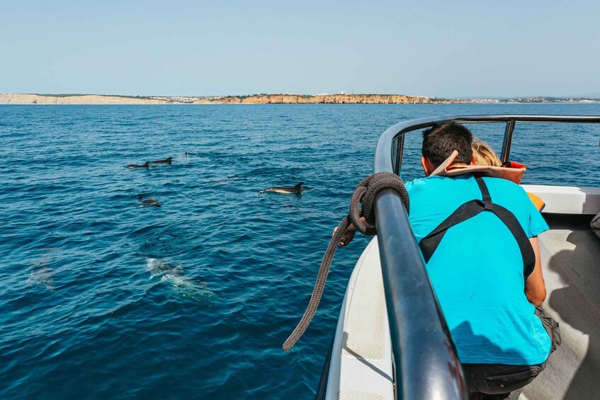 Picture 7 for Activity Lagos: Dolphin Watching Boat Tour with Marine Biologists