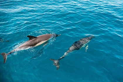 拉各斯：與海洋生物學家一起觀看海豚