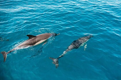 ラゴス：海洋生物学者と行くイルカウォッチングボートツアー