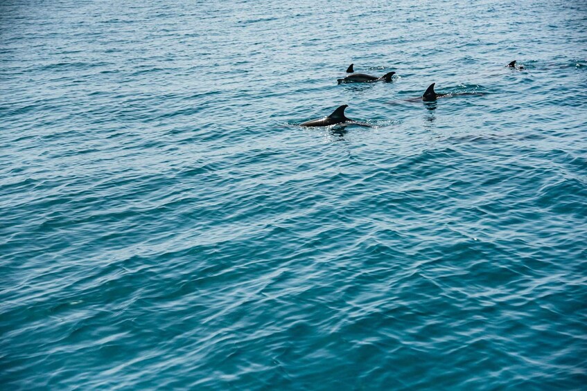 Picture 3 for Activity Lagos: Dolphin Watching Boat Tour with Marine Biologists