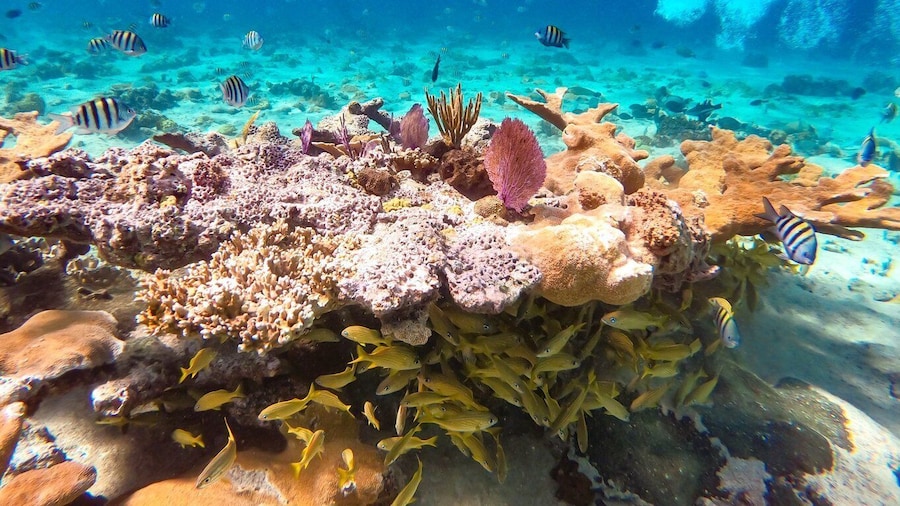 Pearl Island Beach: Full-day Snorkelling with Lunch