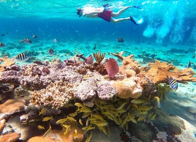 Pearl Island Beach: Heldags snorkling med frokost